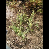 Herbe de Jerusalem, Fibigia clypeata (fam Brassicacees) (Europe du sud, Asie mineure, Egypte) (2)